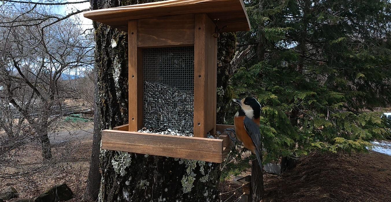 今日のエサ台の野鳥たち｜2026年3月4日
