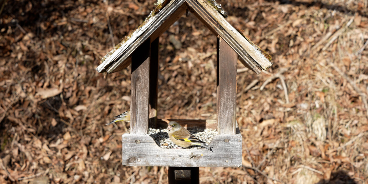今日のエサ台の野鳥たち｜2026年3月8日
